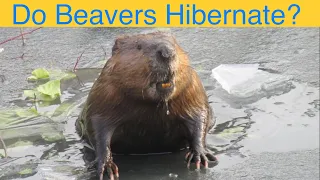 Do Beavers Hibernate?   No, Beavers Build Food Caches to Get Through Winter