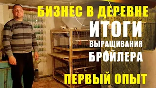 Условия выращивания бройлеров кобб 500 дома. Чем кормить бройлера, клетки, брудер.