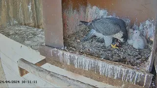 Birdcam.it - Live Peregrine Falcons Nest Agrippina & Antares 24.04.2024 10:00