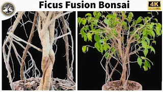 Ficus Fusion Bonsai - With 4 Years of Progress - (Ficus Benjamina Bonsai)