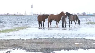 Ақтөбе облысында кәсіпкерлер судан зардап шеккендерге көмектесіп жатыр