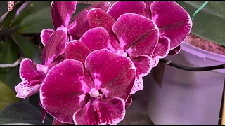Цветение орхидей в июле. Крымская лаванда.