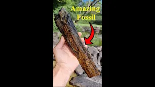 This Is What 60 MILLION Year Old WOOD Looks like! | Amazing Petrified Wood Find