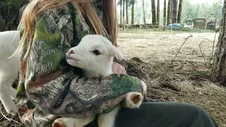 I was proven wrong!  More lambs!  Week 4 of lambing