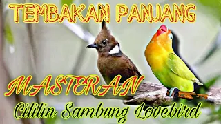 MASTERAN CILILIN SAMBUNG LOVEBIRD NEMBAK PANJANG