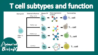 T cell subtypes | Th1, Th2, Treg, Th17 | Cytotoxic T cells | exhausted T cells