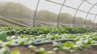 La semaine verte | Des légumes qui n'ont pas peur du froid