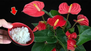 I Sprinkle 1 Spoon! Anthurium Is Healthy And Blooms With Many Beautiful Flowers