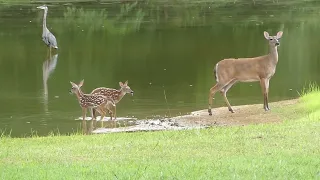 Doe and Fawns on the Farm (1)- 20220809