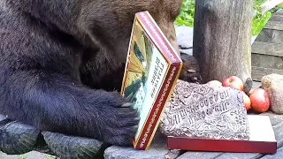 Осенний пряникопад. Медведь Мансур 🐻💕