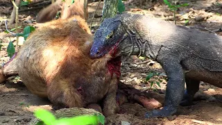 Komodo dragons attack and eat alive deer