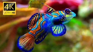The Colors of the Ocean 4K VIDEO ULTRA HD 🐠 The Best 4K Sea Animals for Relaxation & Relaxing Music