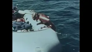 Woman snorkeling with sea lions and whales 1970