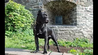 Cane-Corso. Dogs from A to Z.