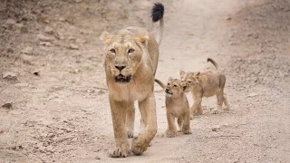 Protecting Asiatic lions in the Gir Forest