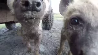 Cute and Curious - Spotted hyena cubs in the Ngorongoro Crater