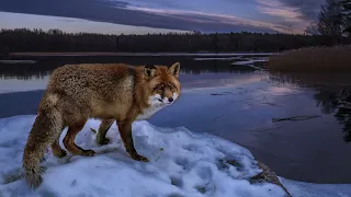 Татьяна Миронова - О разрушении Русского воинского духа.