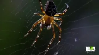 Radioactive Spiders of Chernobyl