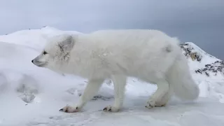 Incredible Up-close Arctic Fox Encounter | Arctic Kingdom