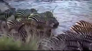 Top 10 Animal |  BEST CROCODILE Attacks Zebra in South Africa Animals Attack HD Danger Animals