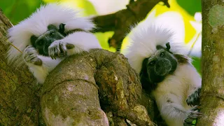 Adorable Tamarins Face Extinction from Deforestation | Seven Worlds, One Planet | BBC Earth