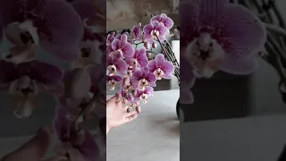 Что я сделала чтобы орхидея зацвела!Первое домашнее  цветение орхидеи!!!