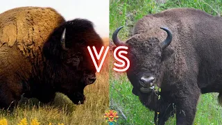 BATTLE of the Continents! European Bison VS American Bison! Who Will Win The Fight?!