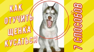 Как отучить щенка кусаться / 7 способов