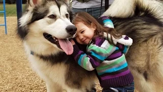 Alaskan Malamute Dog Playing And Showing Love To Babies Compilation - Dog Loves Baby Videos
