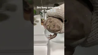 Budgett's Frog keep screaming at 3am