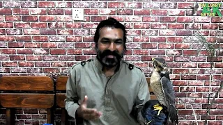 How to feed and treat a new Falcon | Falconry Tips | Male Shaheen Falcon