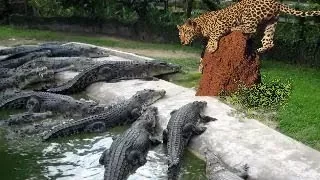 JAGUAR vs CROCODİLE ►► Real Fight   Leopard Wild Boar Lion Hyena Elephant   Animal Attacks