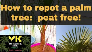 How to repot a palm tree peat free