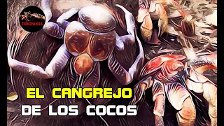 El Cangrejo Terrestre más grande del mundo (EL CANGREJO DE LOS COCOTEROS GIGANTE)