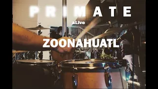 Primate - ZooNahuatl  (En VIvo)