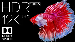 Real 12K HDR 120fps Dolby Vision