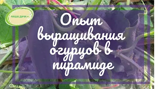 Выращивание огурцов в пирамиде.  Опыт. Гусар Любовь.