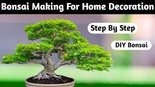 Ficus Bonsai Tree Making For Home Decoration