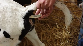 Пневмония у телят. Комплексное лечение.  Pneumonia in calves. Complex treatment.