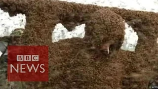 China: Man covered in 109kg of bees sets Guinness World Record - BBC News