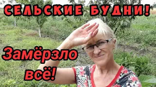 Печальное видео! Огород замёрз.Цыплята умерли.Ремонт в летней кухне!