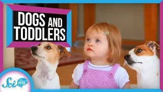 Is Your Dog As Smart As A Two Year Old?