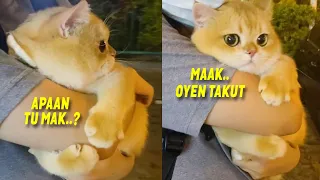 GEMES BANGET..! Saat Ketakutan, Tatapan Mata Si Oren Bikin Meleleh ~ Video Kucing Lucu Bikin Ngakak