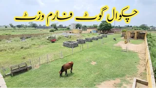 Visit Of Chakwal Goat Farm. #goatfarming #goatfarminginpakistan