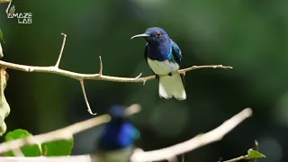 These Female Hummingbirds Disguise as Males to Avert Harassment