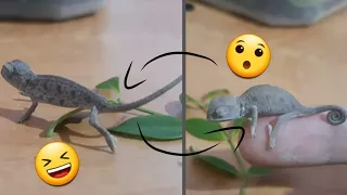 Small Chameleon walks and changing color | Малыш хамелеон гуляет и меняет цвет