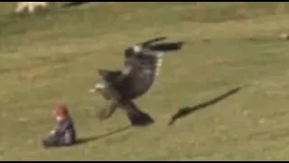 Adlerattacke auf Baby - Steinadler fliegt mit Kleinkind davon