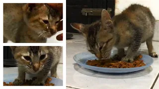 Rescue A Starving Kitten, Crying In Tears When Eating At My House, Anak Kucing Lucu, Cats Meowing