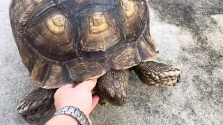 Pikachu the Sulcata Tortoise coming to say hello @TortoisePikachu #sulcatatortoise #turtles