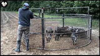 How American Hunters And Farmers Deal With Miions Of Wild Boars By Guns And Bows